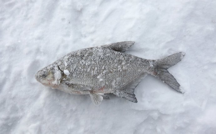 Зимняя рыбалка на карася