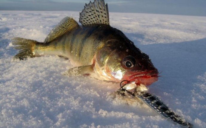 Зимняя Рыбалка на Рыбинском Водохранилище