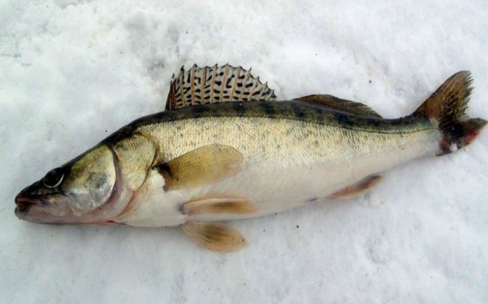 Зимняя Рыбалка Судака